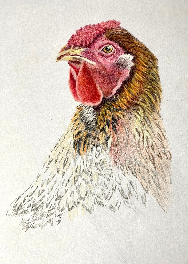 Chicken (pencil drawing, unfinished) | Drawing /studies of a… | Flickr